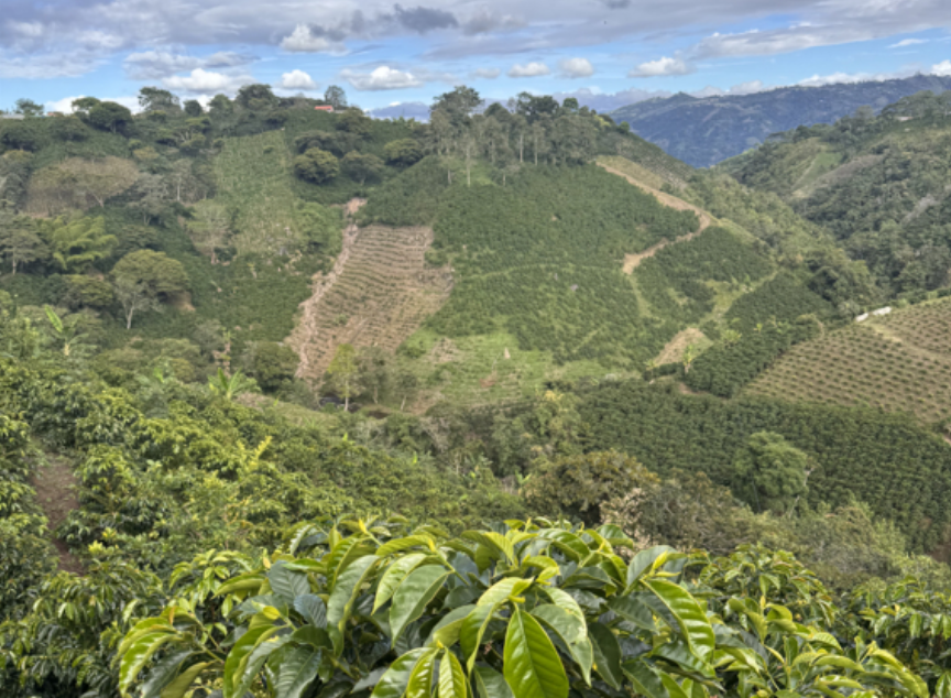 Finca de café en Huila, Colombia