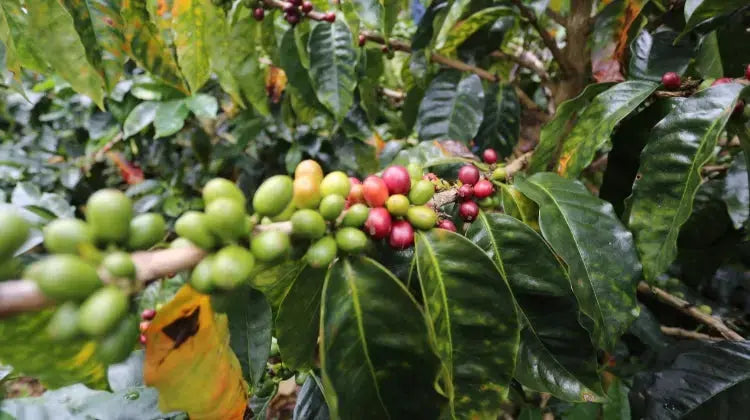 Perú - Cajamarca - Orígenes. Cafés de especialidad.