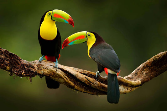 Costa Rica - Aquiares, Tarrazú