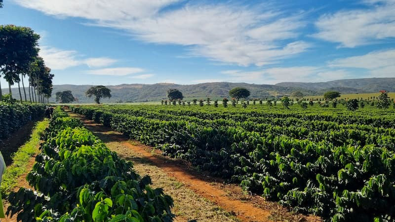Café de origen Brasil Fazenda Camponesa