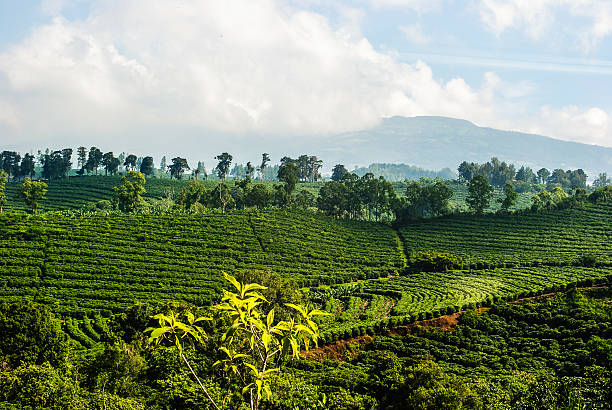 Costa Rica: la tierra de los microbeneficios y el café de alta gama