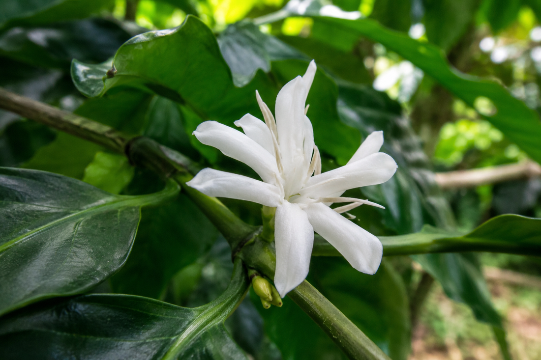 La flor de café, ¿es masculina o femenina?