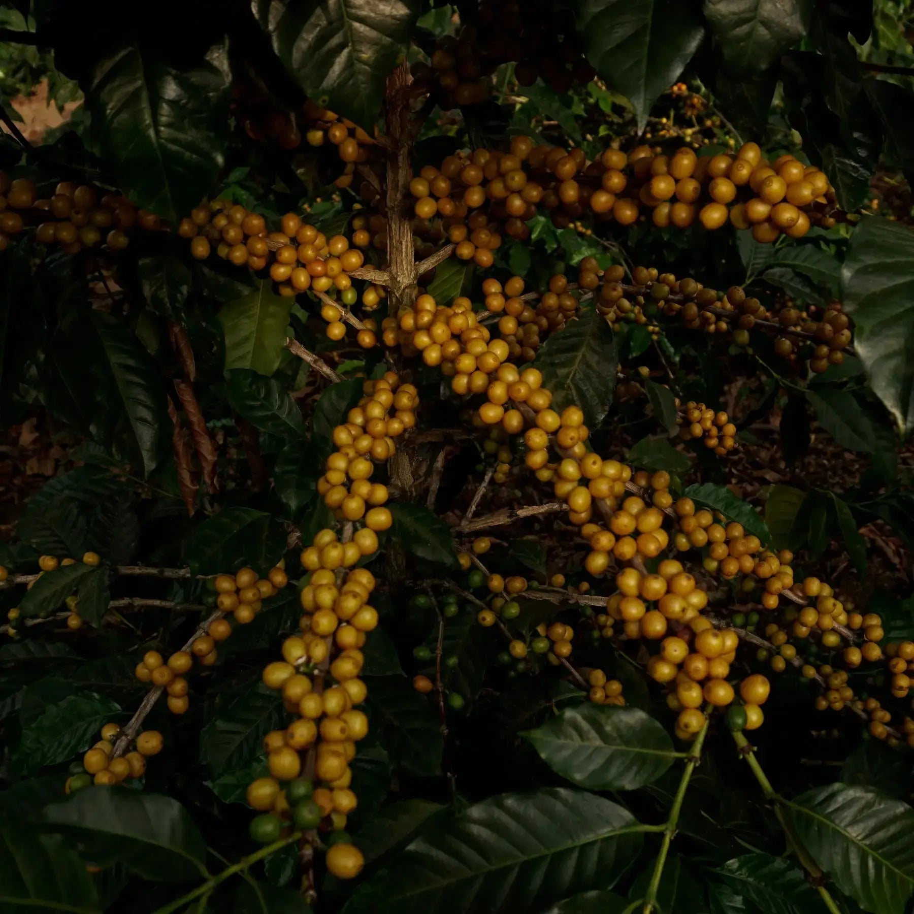 Guatemala La Soledad - Orígenes. Cafés de especialidad.
