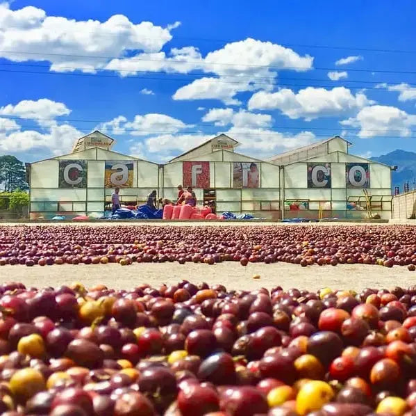 Honduras - Copán - Orígenes. Cafés de especialidad.