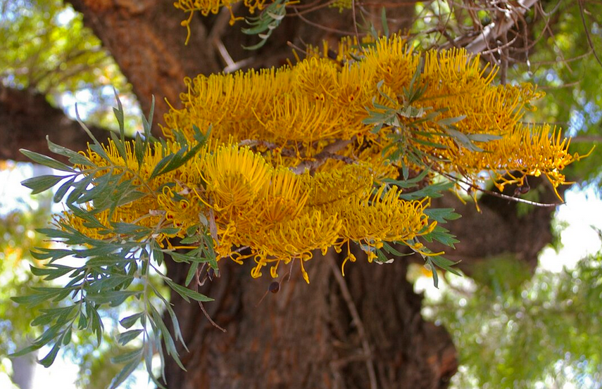 Myanmar - Pino dorado