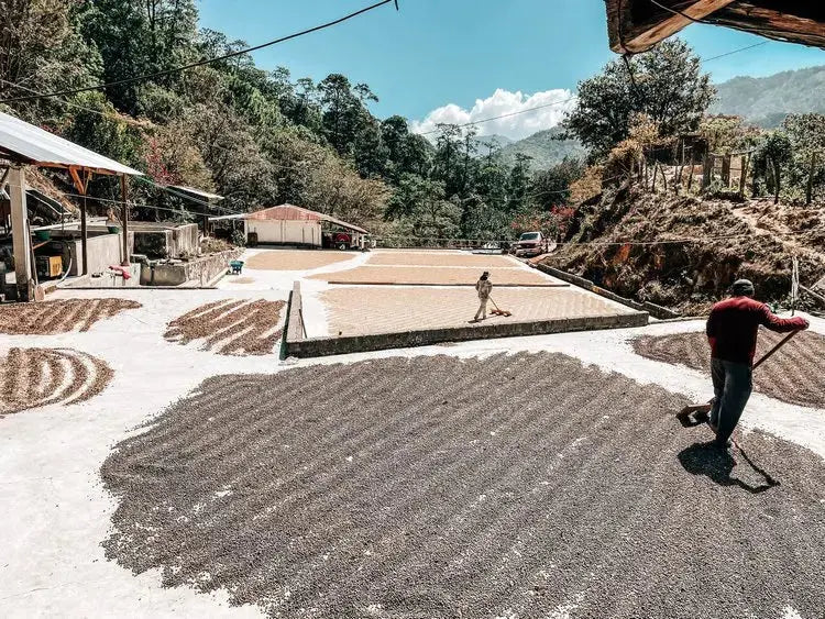 México - Rancho Morelia - Orígenes. Cafés de especialidad.