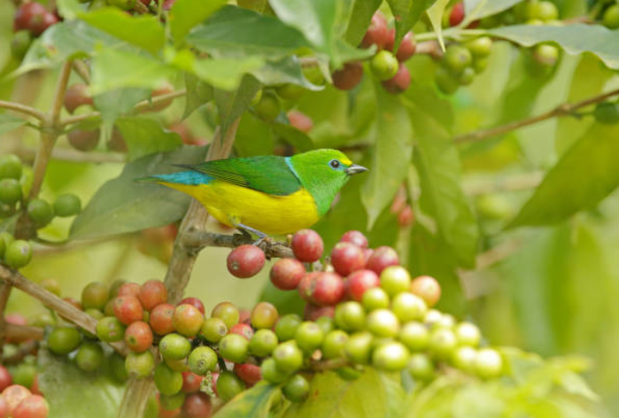 Cafés de especialidad con certificaciones