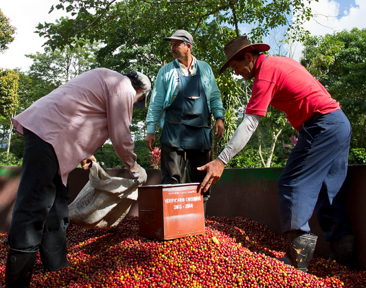 Costa Rica Tarrazú Aquiares Caracolillo 250 g - Rainforest Alliance