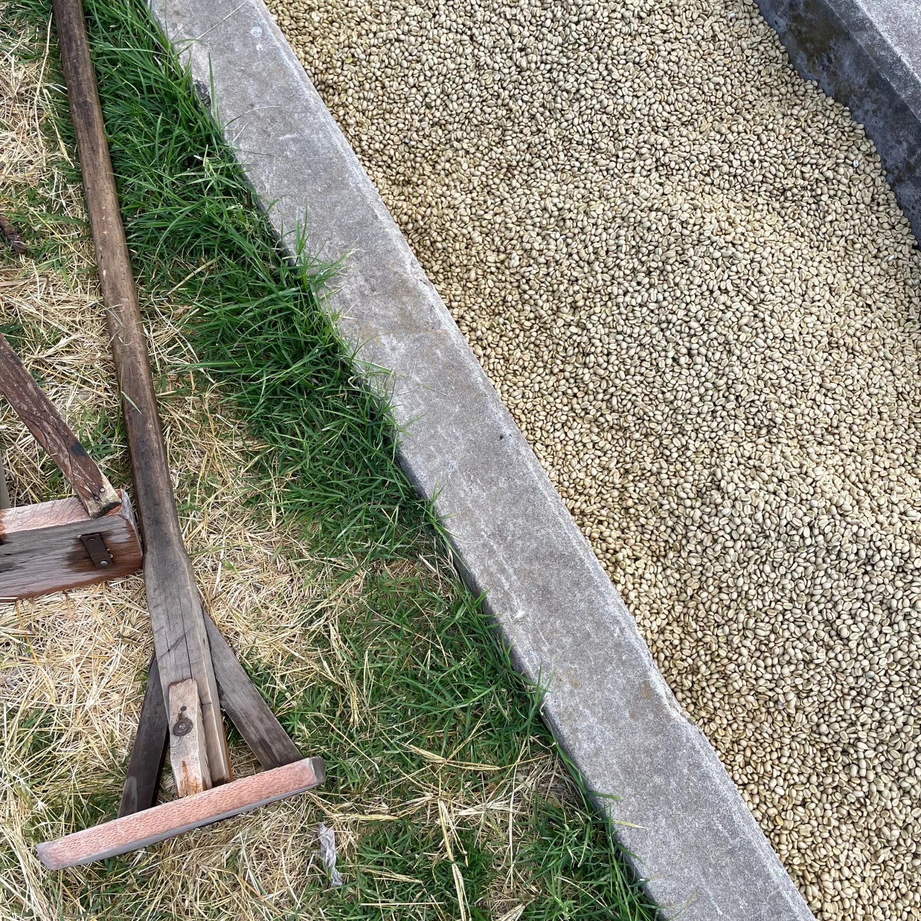 Granos de café secando en Guatemala