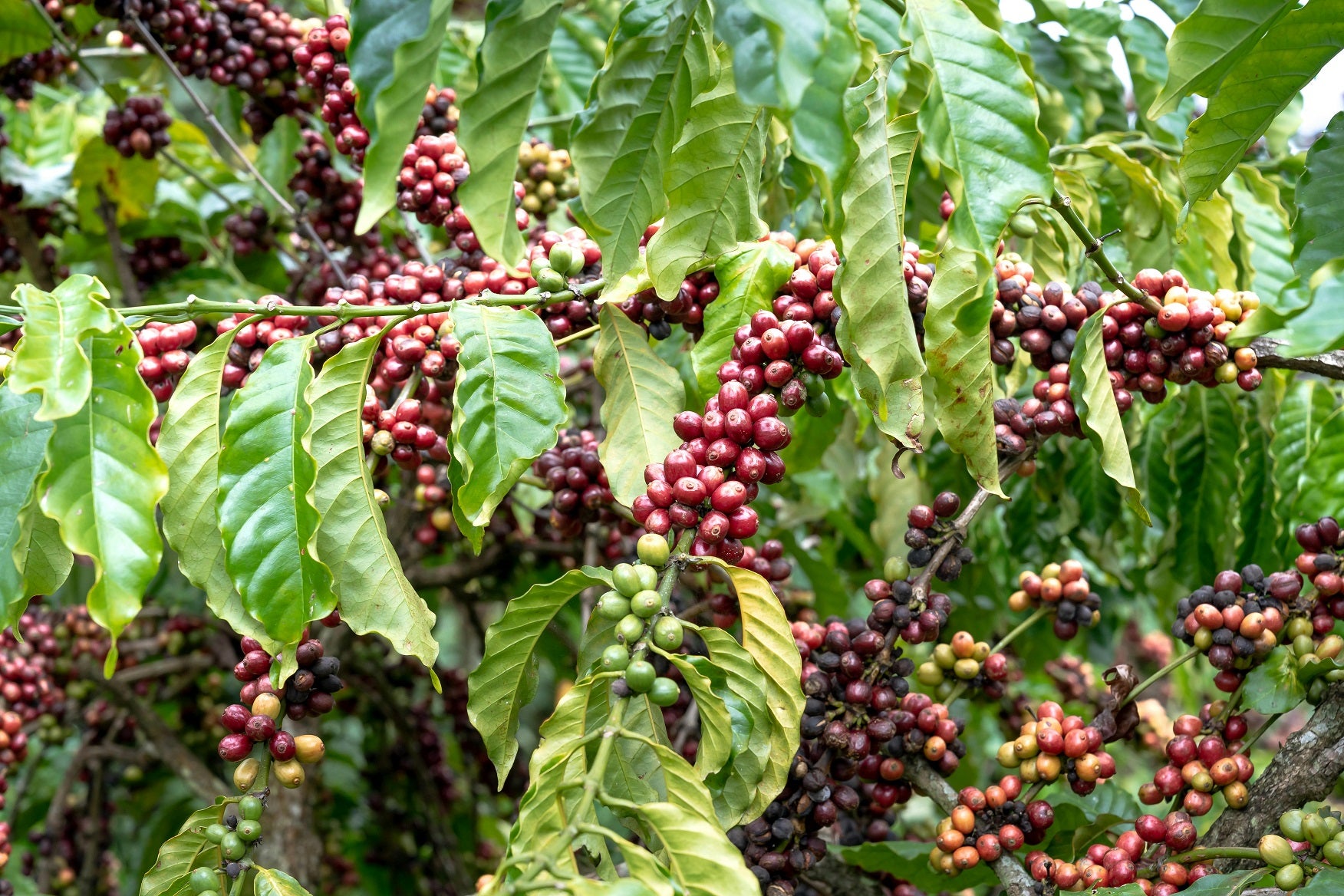 Planta del café con las cerezas maduras