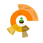 Rueda de sabores de Myanmar Pino Dorado