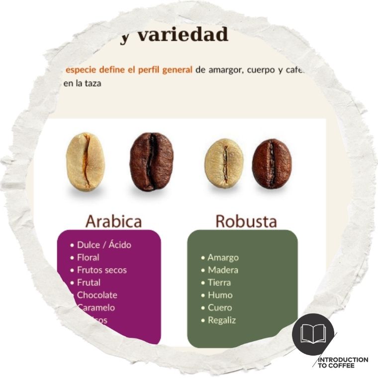 Fragmento del curso SCA Intro al Café